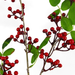 Artificial Sprays – 80cm Luxurious Red Christmas Berry Stems - Samanta Factory