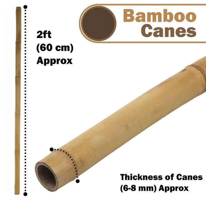 50 x 5FT (150CM) Bamboo Canes – Thickness: 10–12MM - Samanta Factory