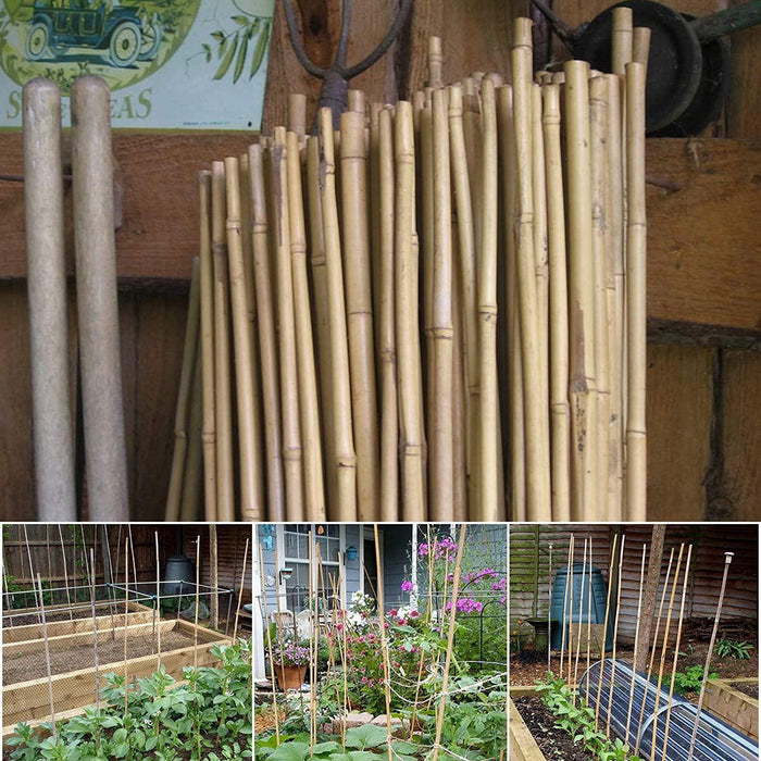 50 x 5FT (150CM) Bamboo Canes – Thickness: 10–12MM - Samanta Factory