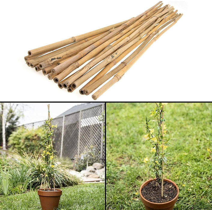 50 x 5FT (150CM) Bamboo Canes – Thickness: 10–12MM - Samanta Factory