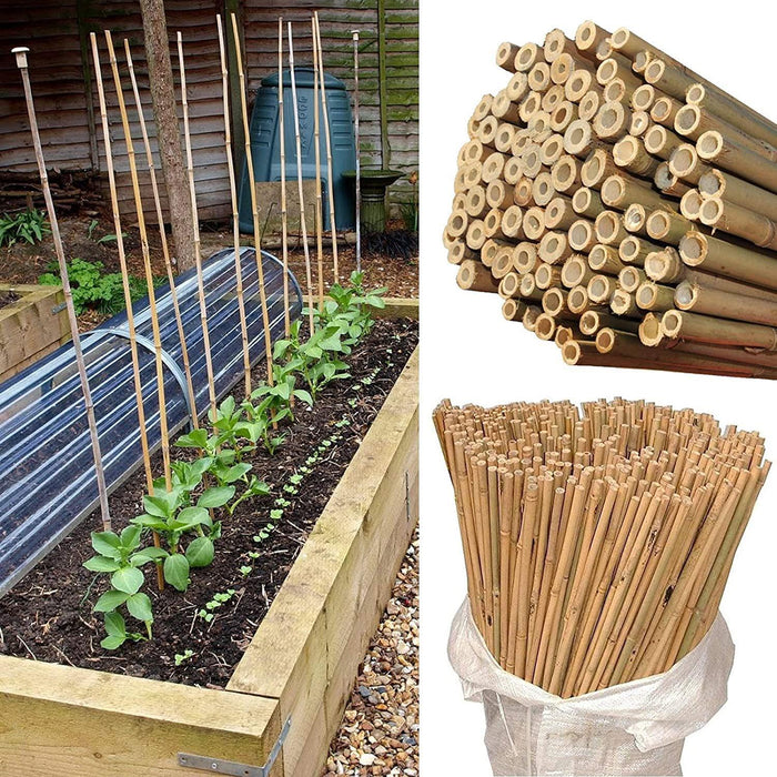 50 x 5FT (150CM) Bamboo Canes – Thickness: 10–12MM - Samanta Factory