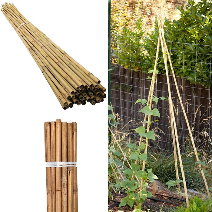 50 x 5FT (150CM) Bamboo Canes – Thickness: 10–12MM - Samanta Factory