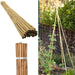 50 x 5FT (150CM) Bamboo Canes – Thickness: 10–12MM - Samanta Factory