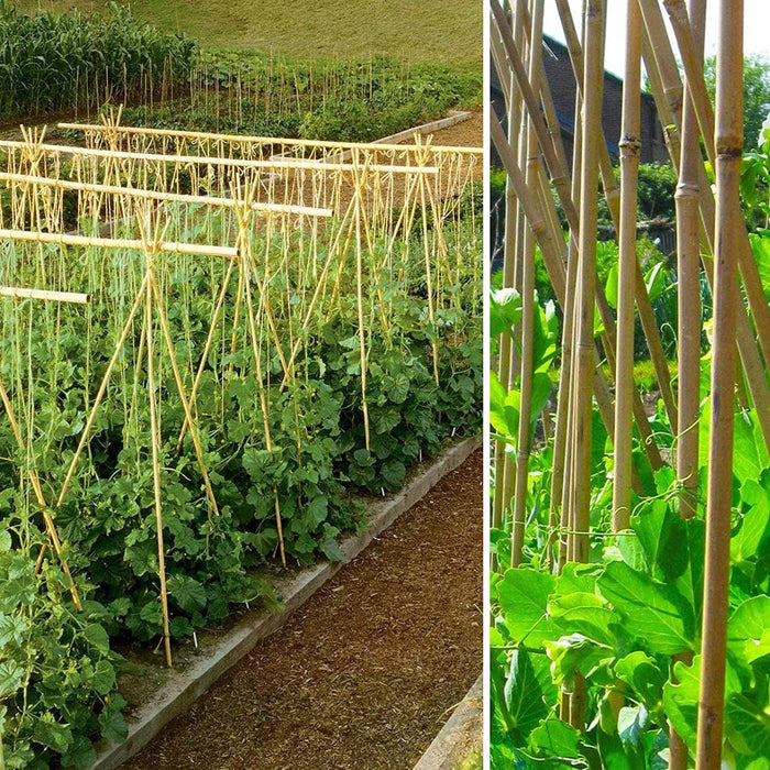 50 x 5FT (150CM) Bamboo Canes – Thickness: 10–12MM - Samanta Factory