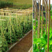 50 x 5FT (150CM) Bamboo Canes – Thickness: 10–12MM - Samanta Factory