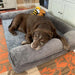 Grey orthopedic dog bed with soft fleece surface, bolstered sides, and waterproof washable cover