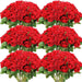 Artificial Velvet Roses – 50PCS Long-Stem Flower Bouquet SF