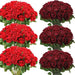Artificial Velvet Roses – 50PCS Long-Stem Flower Bouquet SF