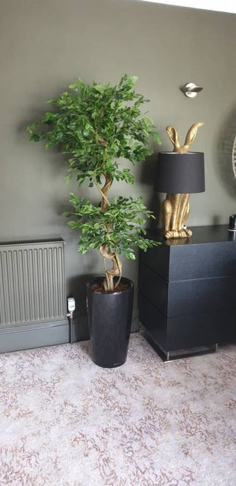 Artificial Ficus Tree – Twisted Trunk Japanese Fruticosa Style - Samanta Factory