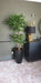 Artificial Ficus Tree – Twisted Trunk Japanese Fruticosa Style - Samanta Factory