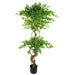150cm artificial ficus tree with twisted branches in weighted black pot