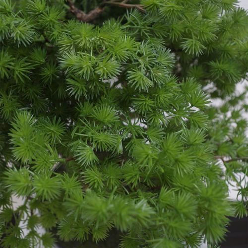 Bonsai Tree – Luxury Pine Design with Customizable Branches - Samanta Factory