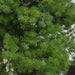 Bonsai Tree – Luxury Pine Design with Customizable Branches - Samanta Factory