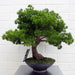 Bonsai Tree – Luxury Pine Design with Customizable Branches - Samanta Factory