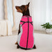 Waterproof Dog Jacket with Harness – Winter Warm Pet Coat for Small & Large Dogs, Labrador, Chihuahua, French Bulldog - Samanta Factory
