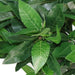 Artificial Bay Tree Topiary – Realistic Foliage with Twisted Stem or Classic Design - Samanta Factory